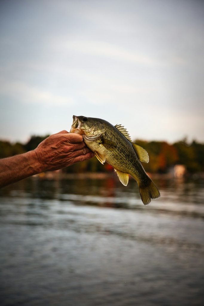 10lb 2oz Bass