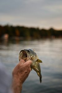 8lb Bass